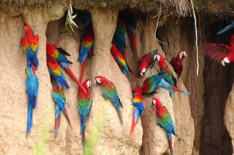 Why Do Parrots And Macaws Eat Clay?