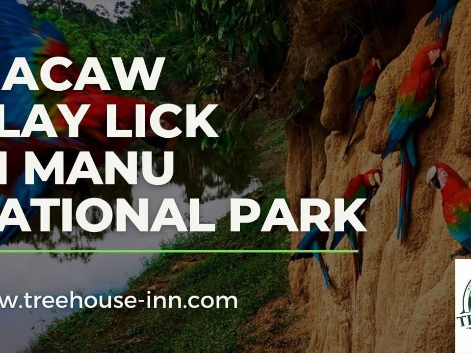 Macaw Clay Lick