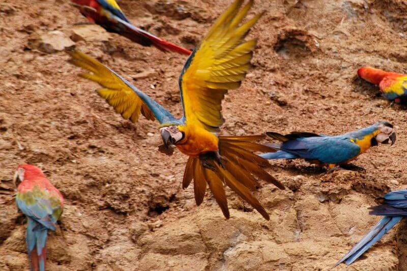 Macaw Clay Lick