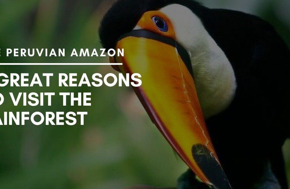 The Peruvian Amazon – 5 Great Reasons to Visit the Rainforest