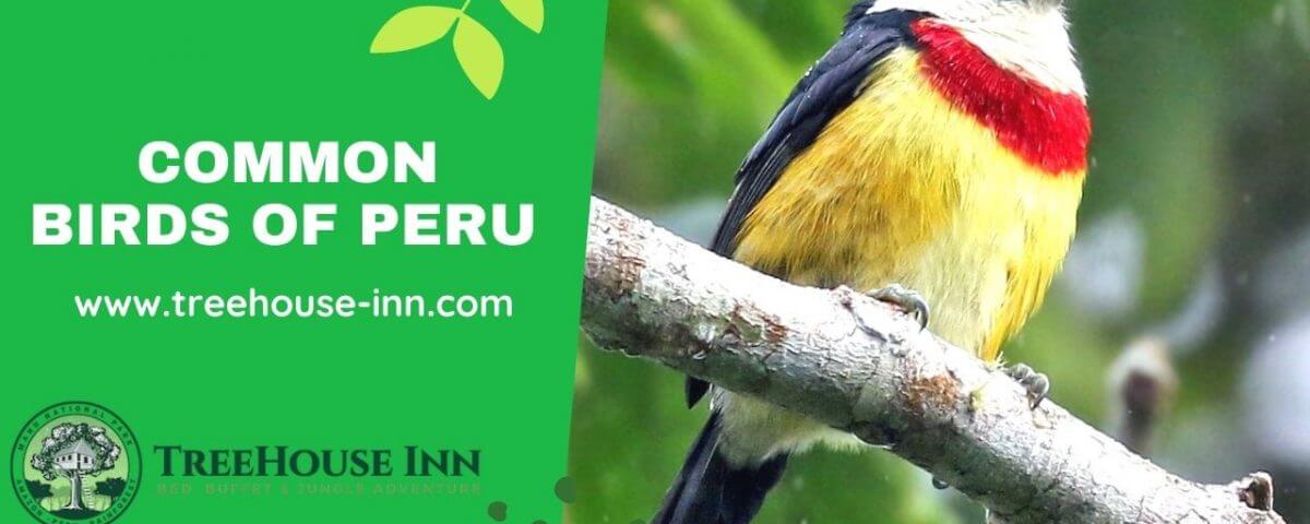 Common Birds of Peru Rainforest