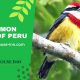 Common Birds of Peru Rainforest