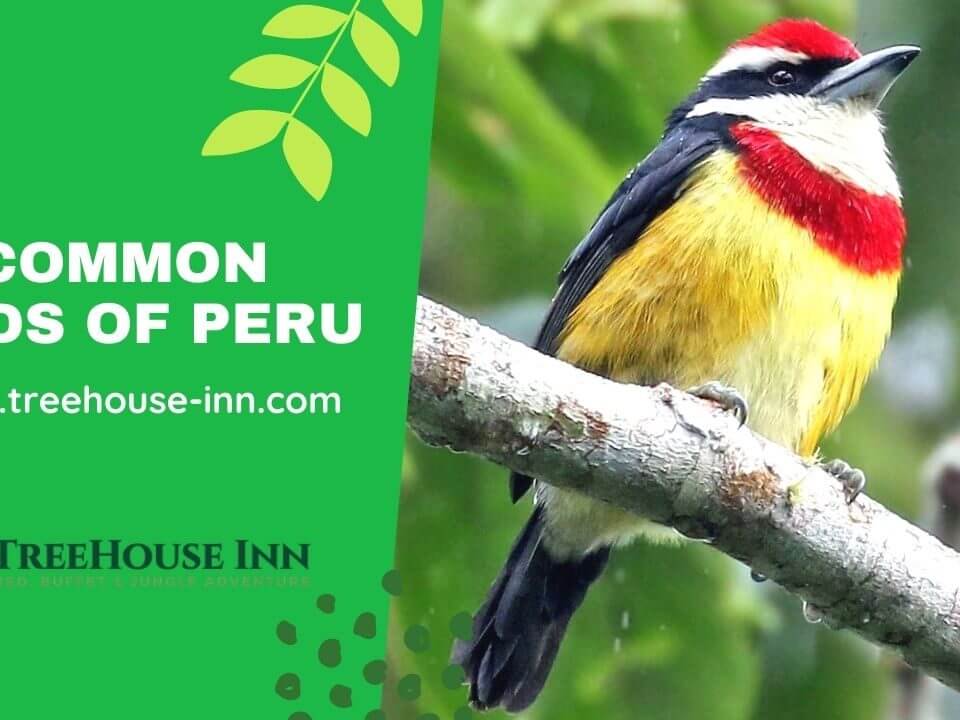 Common Birds of Peru Rainforest