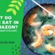 What Do People Eat In The Amazon?