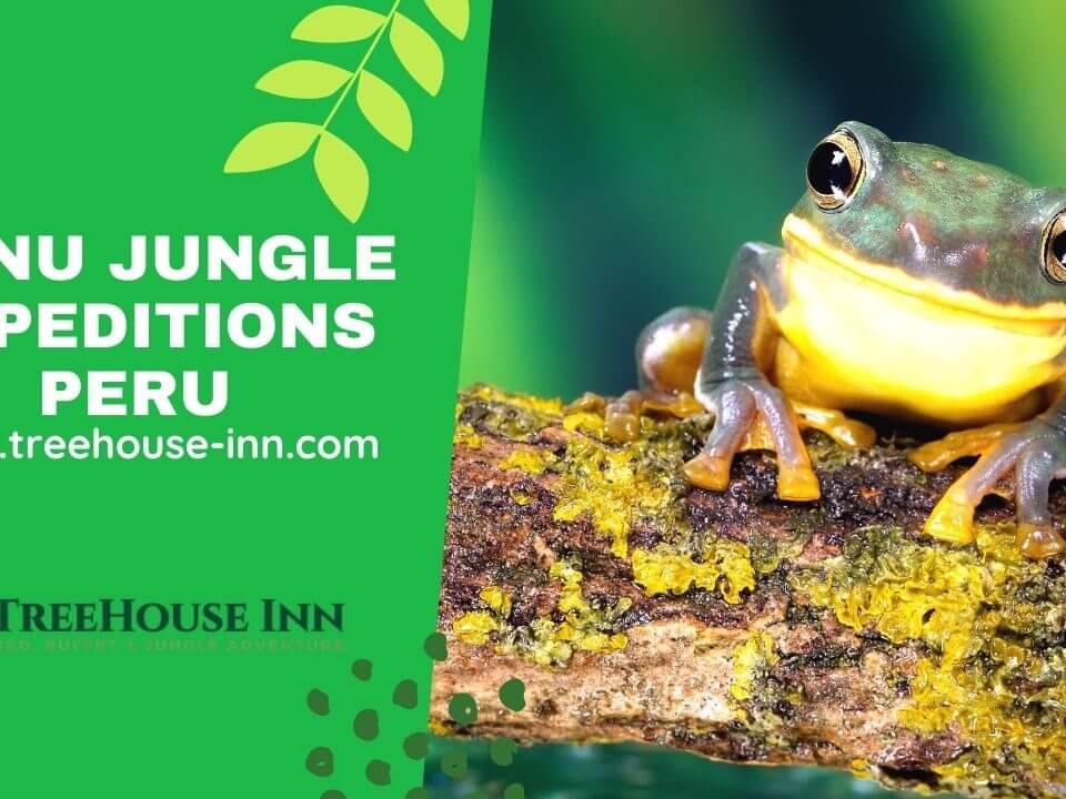 Manu Jungle Expeditions Peru, Amazon Wildlife Peru Cusco