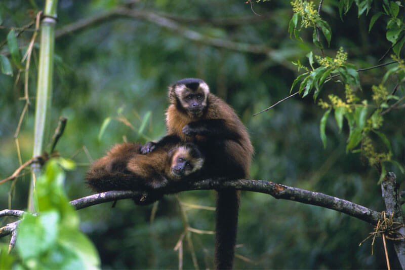 Parque Nacional del Manu Peru – 5 Top Manu National Park Wildlife, What Animals Live In the Amazon Rainforest?