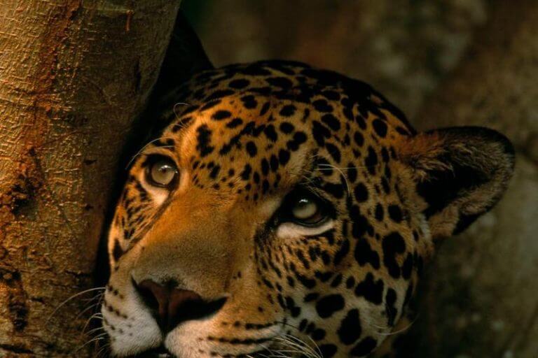 Parque Nacional del Manu Peru 5 Top Manu National Park Wildlife