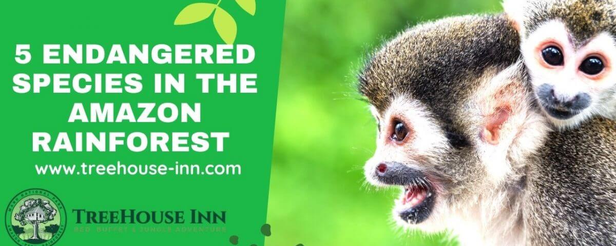 Endangered Species in the Amazon Rainforest