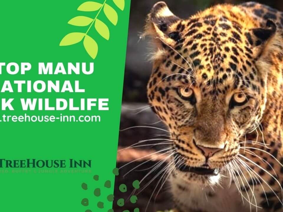 Parque Nacional del Manu Peru – 5 Top Manu National Park Wildlife