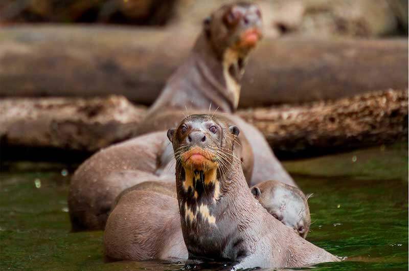 Endangered Species in the Amazon Rainforest
