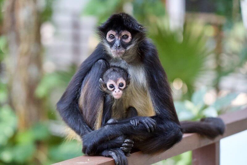 Endangered Species in the Amazon Rainforest