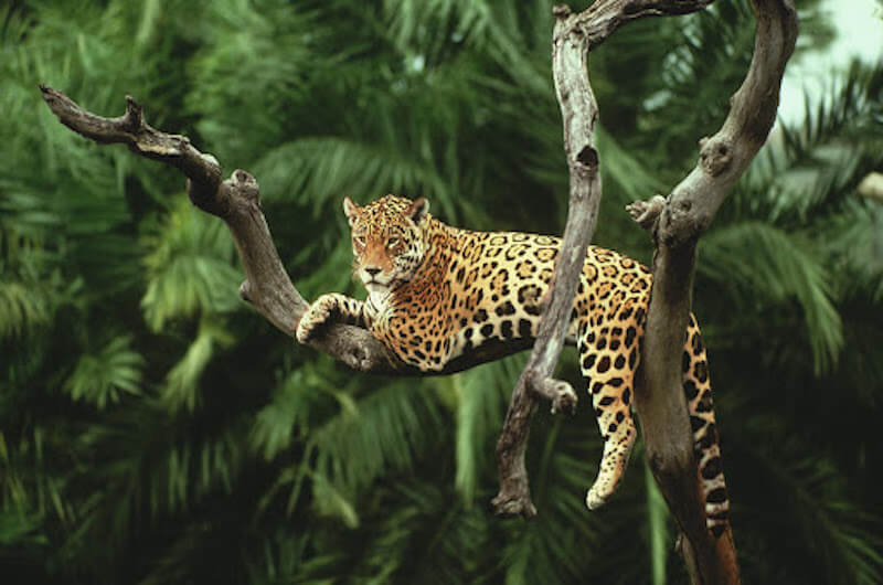 Endangered Species in the Amazon Rainforest