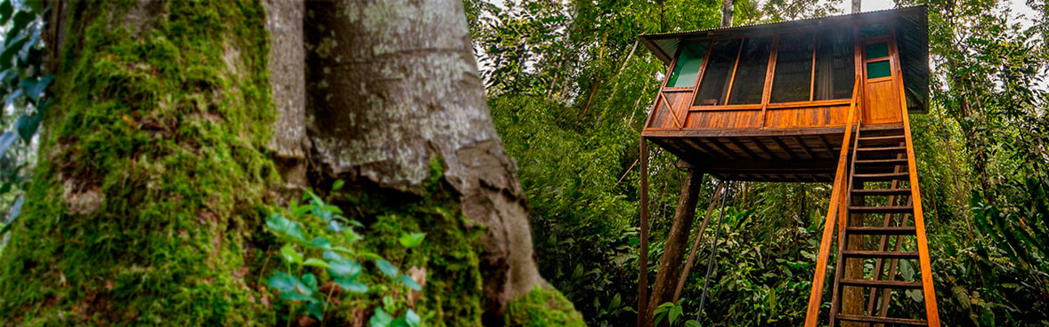 Treehouse Inn