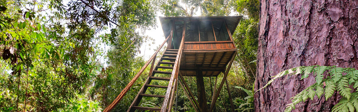 Treehouse Inn
