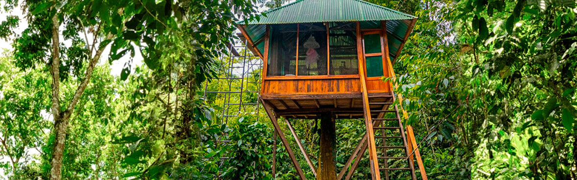 Treehouse Inn