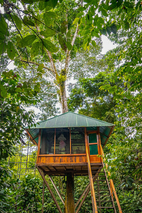 Treehouse Inn