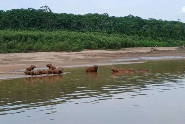 Manu Expedition – Sky Bed 5 days / 4 nights