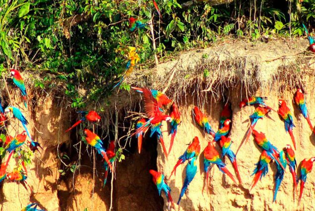 Tambopata Jungle Explorer – Chuncho Macaw Clay Lick 2-Days