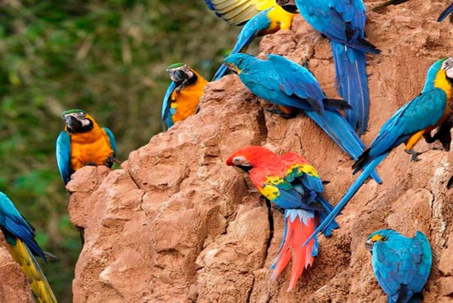 Tambopata Jungle Tour – Chuncho Macaw Clay Lick 3-Days