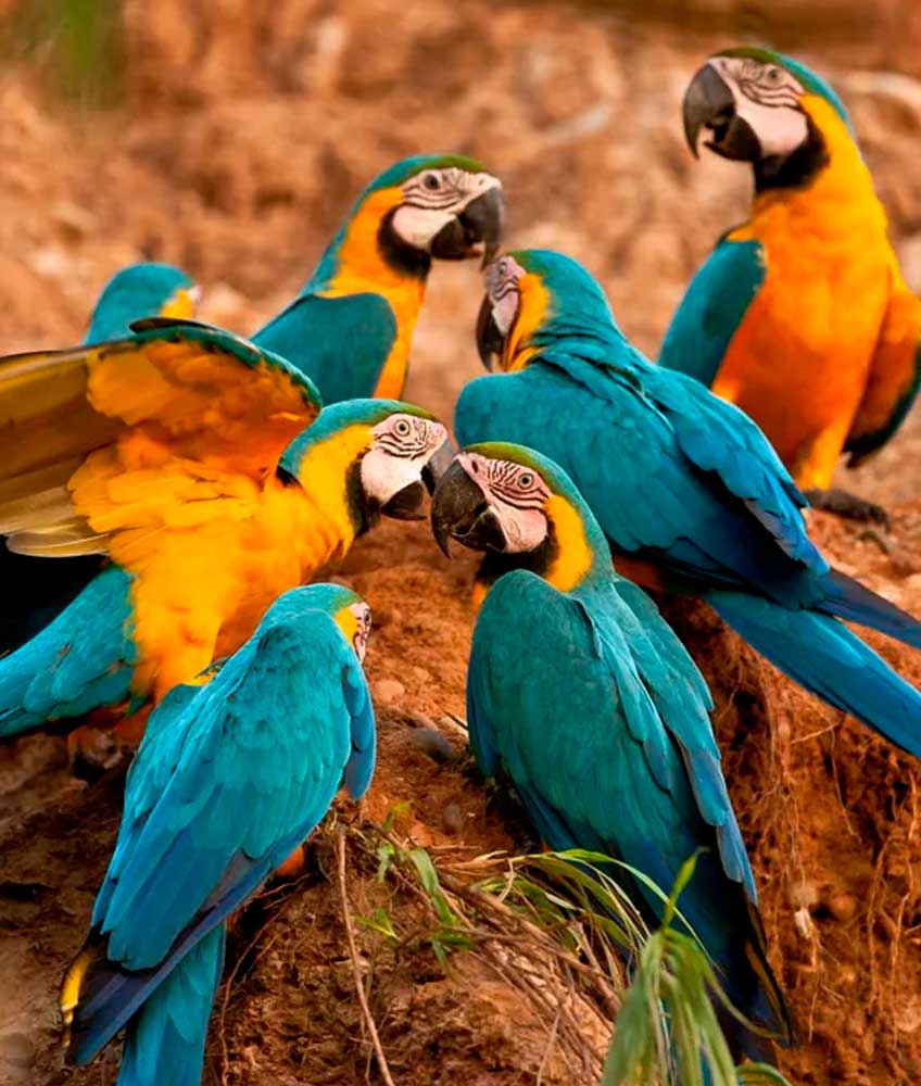 beautiful-macaws
