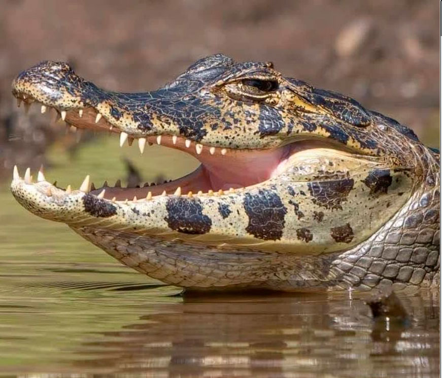 caiman