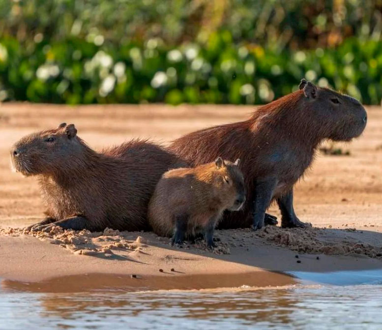 capibara