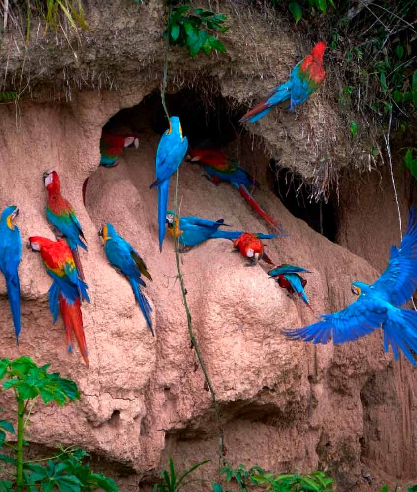 collpa-chuncho-peru