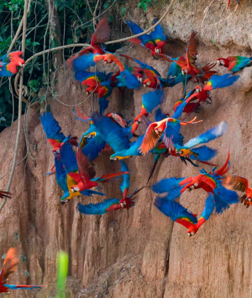 collpa-macaw