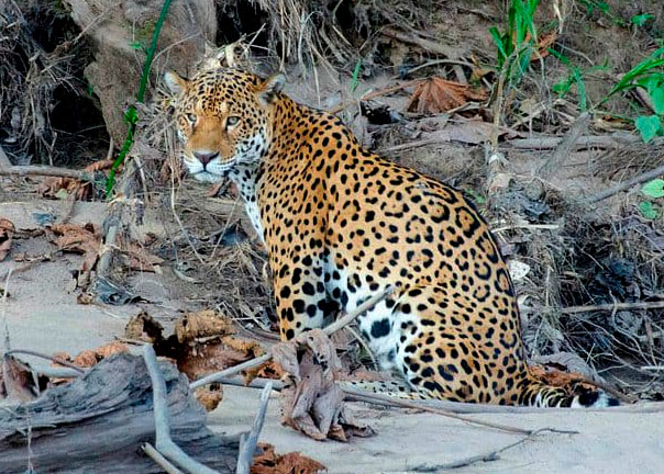 jaguar (1)