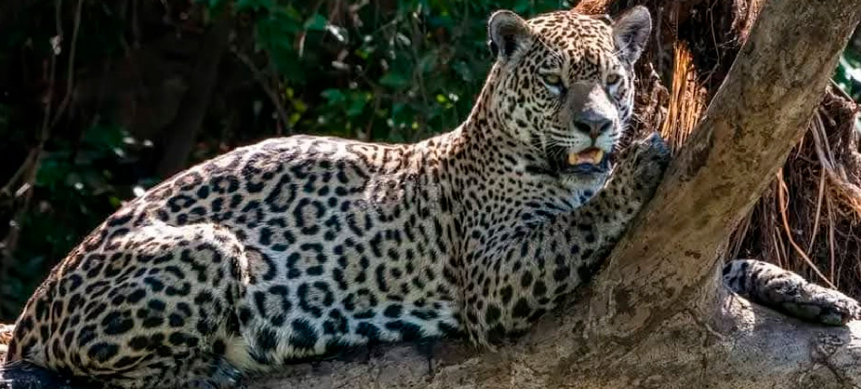 jaguar