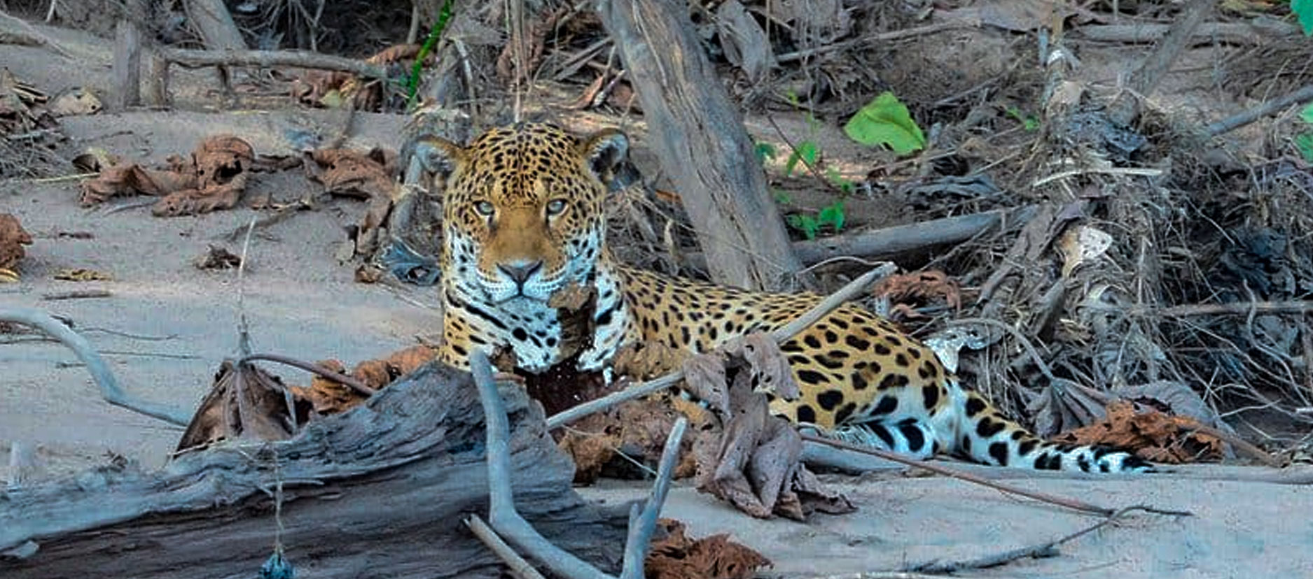 jaguar