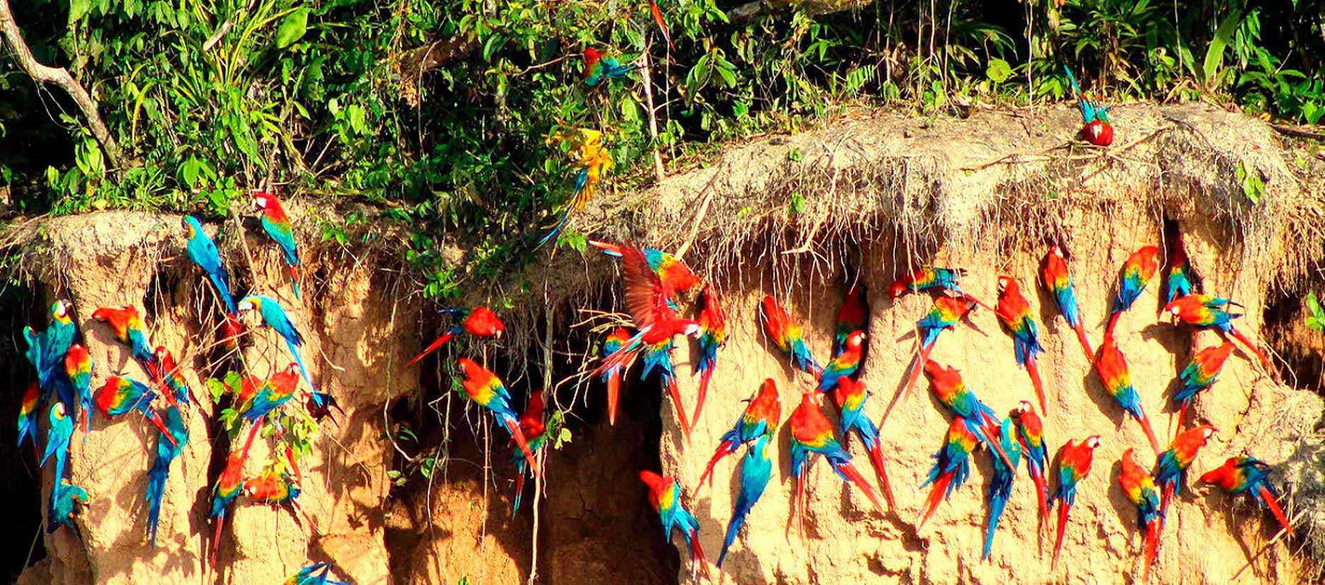 macaw-clay-lick-peru