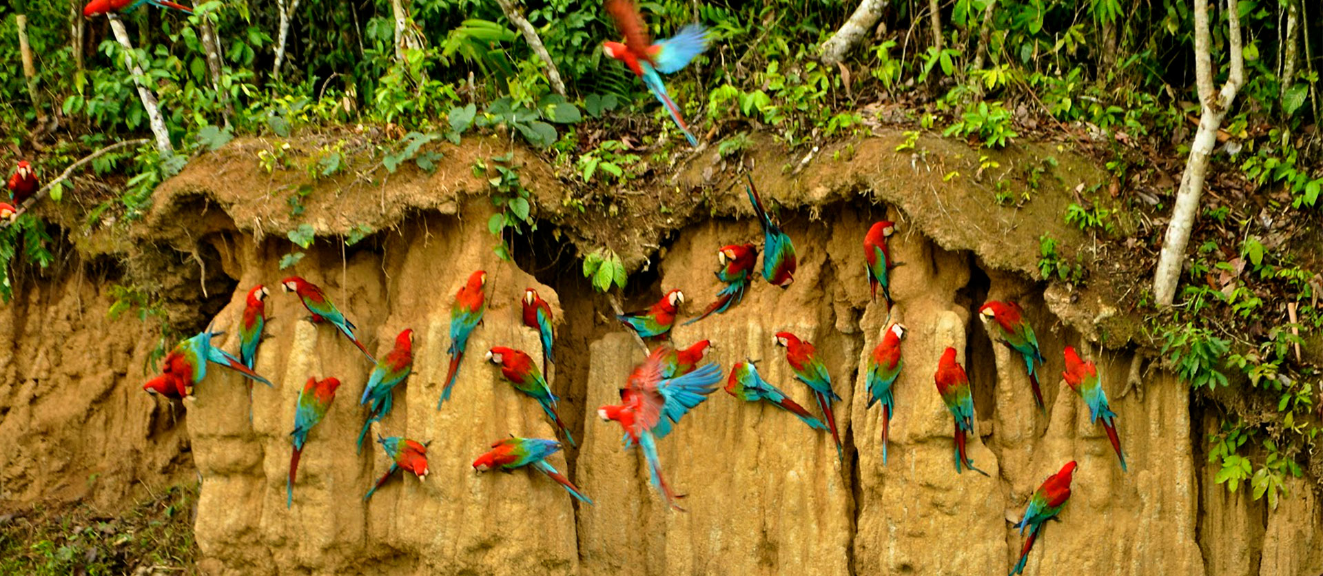 macawclaylick (1)