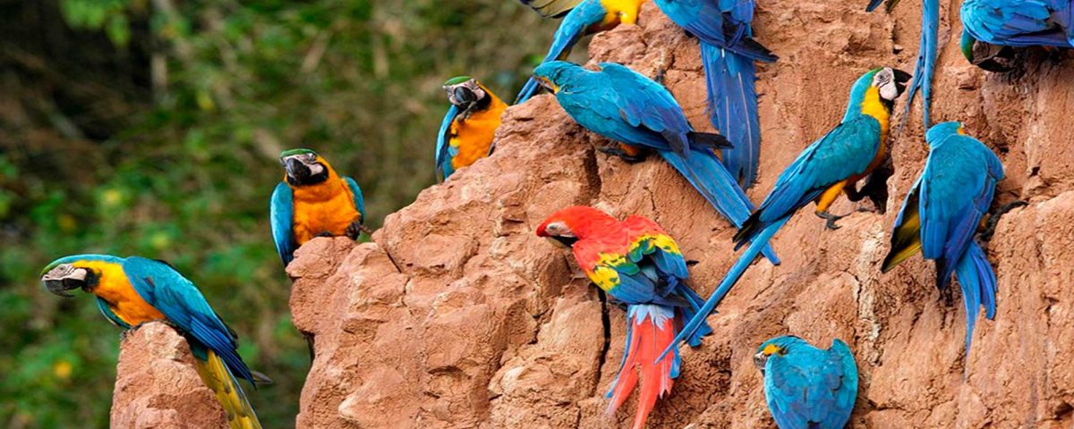 4-Day Tambopata Reserve Package