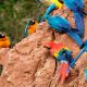 4-Day Tambopata Reserve Package
