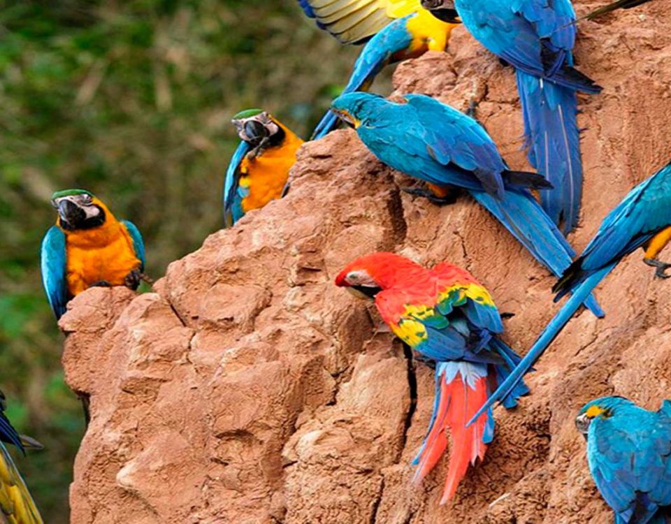 4-Day Tambopata Reserve Package