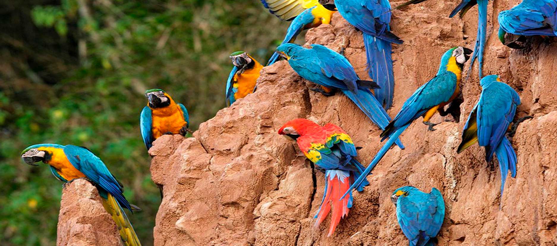 macaws-tampopata