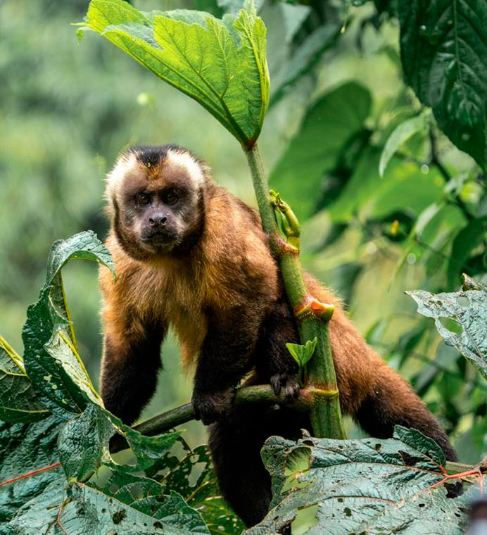 monkey