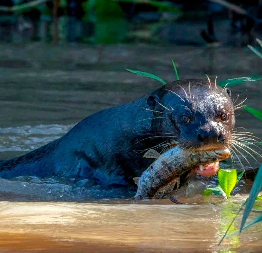 nutria-3d