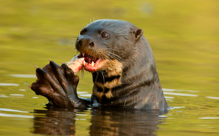 nutria
