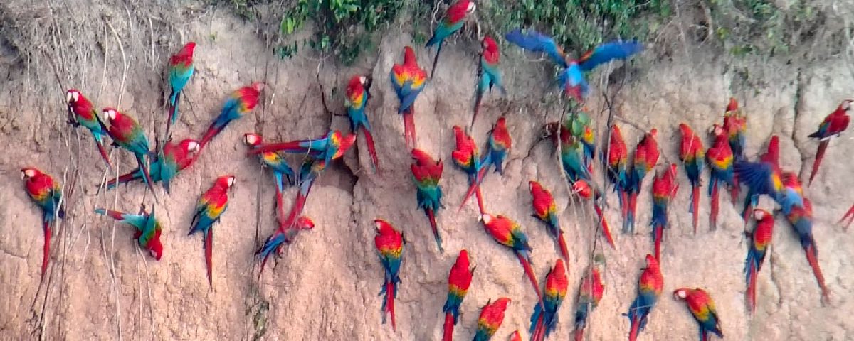 Tambopata Jungle Tour 2 Days