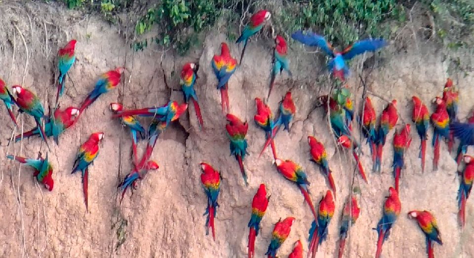 Tambopata Jungle Tour 2 Days