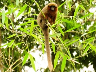 4-monkey