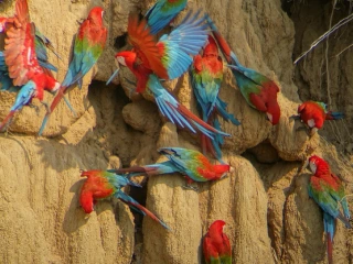 parrot-clay-lick (1)