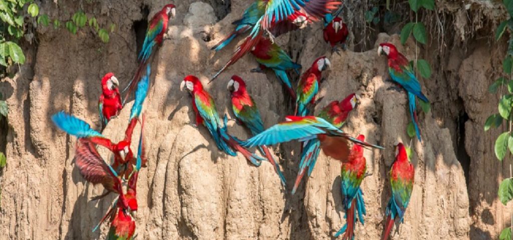 Chuncho Macaw Clay Lick tour
