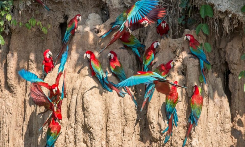 Chuncho Macaw Clay Lick tour