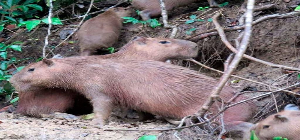 Tambopata Jungle Tour 2 Days