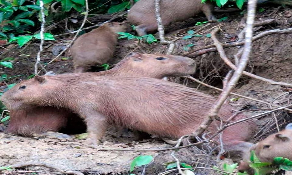 Tambopata Jungle Tour 2 Days