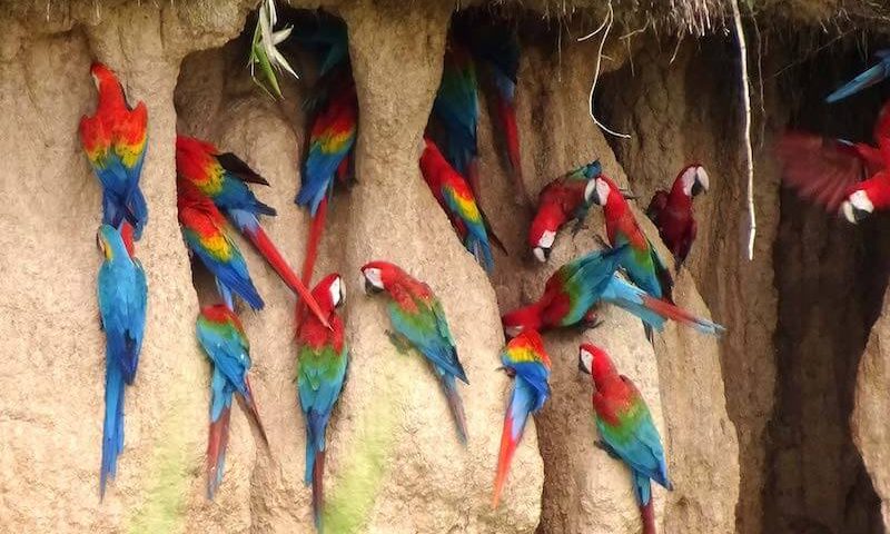Tambopata National Reserve