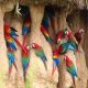 Tambopata National Reserve
